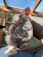 Koekoek split gepareld Cochin haantje., Dieren en Toebehoren, Pluimvee, Mannelijk, Kip