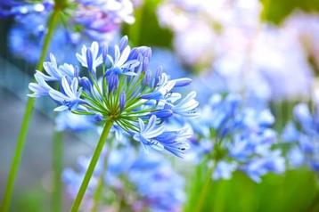 AGAPANTUS 'Summer Love Blue' ( NU PLanttijd ) beschikbaar voor biedingen
