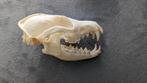 Vossen schedel echt -1, Verzamelen, Dierenverzamelingen, Wild dier, Ophalen of Verzenden, Zo goed als nieuw, Schedel