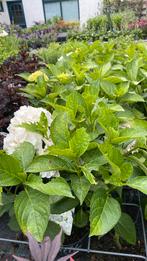 Mini boerenhortensia’s, Ophalen, Zomer, Overige soorten, Volle zon