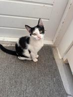 Kittens 5 maanden oud, Dieren en Toebehoren, Katten en Kittens | Raskatten | Korthaar, Meerdere dieren, Gechipt, 0 tot 2 jaar