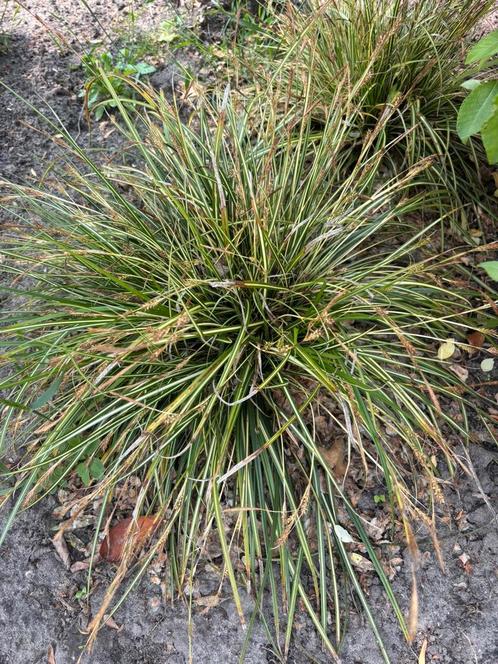 Gratis af te halen: dwergkalmoes 6 stuks, Tuin en Terras, Planten | Tuinplanten, Siergrassen, Volle zon, Zomer, Ophalen