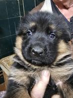 Duitse herderpups uit keurfok, Dieren en Toebehoren, Parvo, Nederland, 8 tot 15 weken, Meerdere