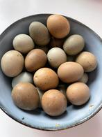 Bevruchte Chinese dwerg kwartel eitjes te koop, Dieren en Toebehoren, Ophalen, Nieuw, Overige typen