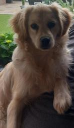 Kruising pup, Rabiës (hondsdolheid), 15 weken tot 1 jaar, Teef, Eén hond