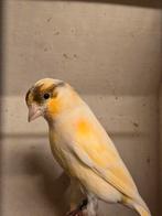 Kanarie, bourkes, rijstvogel, Dieren en Toebehoren, Vogels | Overige Vogels