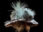 Tillandis Tectorum Snow Giant, Ophalen of Verzenden, Overige soorten, Minder dan 100 cm
