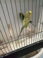 Dun fallow split blackface, Dieren en Toebehoren, Meerdere dieren, Parkiet