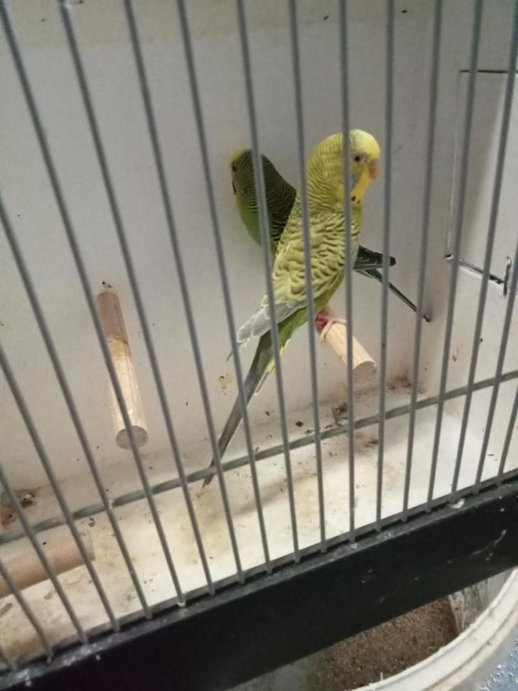 Dun fallow split blackface, Dieren en Toebehoren, Vogels | Parkieten en Papegaaien, Parkiet, Meerdere dieren