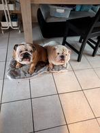 Joyful Old English Bulldog Puppies, Dieren en Toebehoren, Honden | Bulldogs, Pinschers en Molossers, Rabiës (hondsdolheid), 8 tot 15 weken