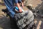 Schapenwol  gevraagt  van verschillende rassen omg Zaanstad, Dieren en Toebehoren, Schapen, Geiten en Varkens, Meerdere dieren
