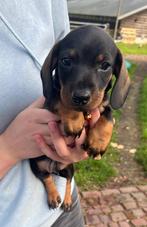 Mooie dwergteckel pups, Dieren en Toebehoren, Honden | Teckels en Dashonden, Reu, CDV (hondenziekte), 8 tot 15 weken, Korthaar