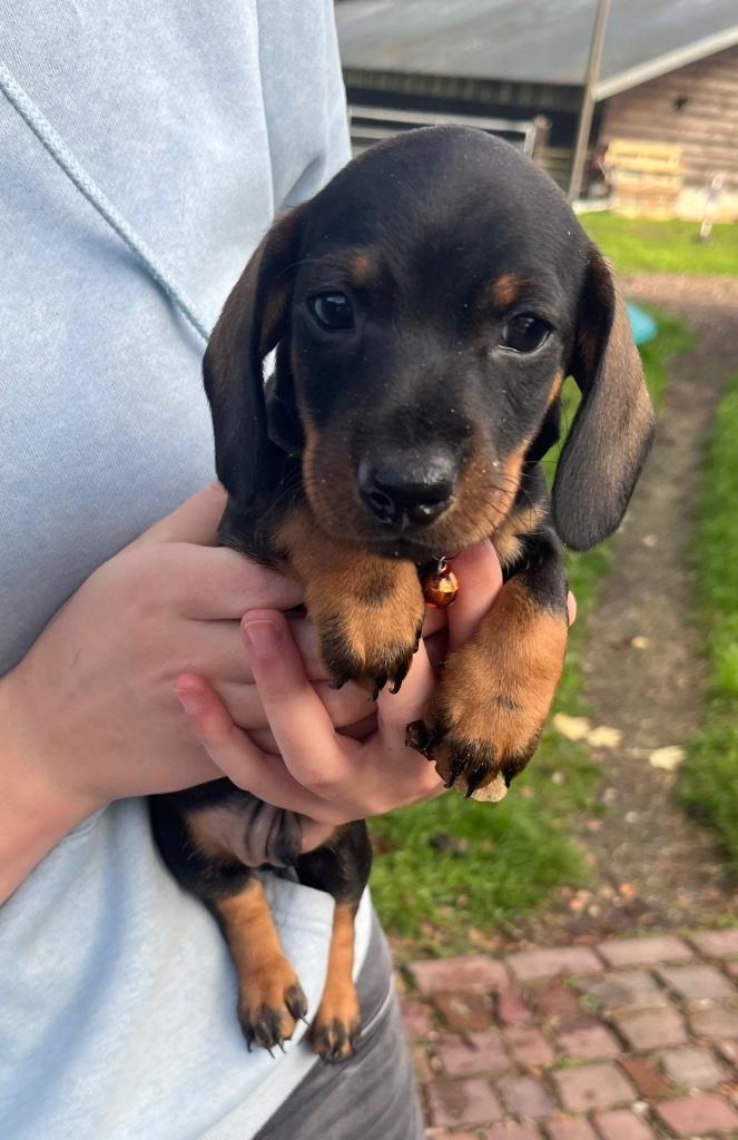 Mooie dwergteckel pups, Dieren en Toebehoren, Honden | Teckels en Dashonden, Reu, Korthaar, Dwerg, Particulier, Meerdere, Nederland