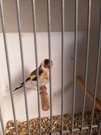 Major putter man, Dieren en Toebehoren, Mannelijk, Bastaard