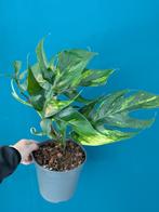 Epipremnum Pinnatum Baltic + Cebu Blue, Cintho Goldfinger, Ophalen of Verzenden, Overige soorten, Minder dan 100 cm