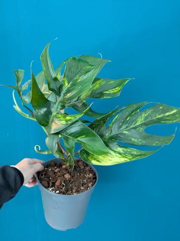 Epipremnum Pinnatum Baltic + Cebu Blue, Cintho Goldfinger beschikbaar voor biedingen