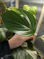 Philodendron Dragon Tail stek, Ophalen of Verzenden, Halfschaduw, Minder dan 100 cm