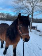 Leuke  ijslander ruin., Dieren en Toebehoren, Pony's, Gechipt, Ruin, Zadelmak, 3 tot 6 jaar