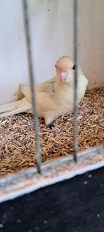 Kakarikie parkieten, Meerdere dieren, Parkiet, Geringd