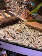 coridoras red stripe, Dieren en Toebehoren, Vissen | Aquariumvissen, Vis, Zoetwatervis, Schoolvis