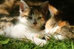 Superlieve 4 kitten poesjes- lapje - tijger - bont, Dieren en Toebehoren, Katten en Kittens | Overige Katten, Poes