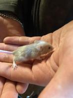 Baby muisjes (ook grotere), Dieren en Toebehoren, Rat