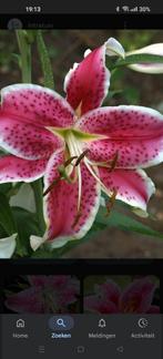 Reuzenlelies, Ophalen of Verzenden, Volle zon, Knol