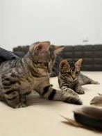 Lieve half Bengaal / sneeuwbengaal kitten zoekt een warm hui, Dieren en Toebehoren, Kater, Gechipt, 0 tot 2 jaar