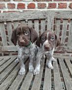 Duitse Staande Korthaar, Dieren en Toebehoren, Honden | Setters en Staande honden, Duitse Staande hond, België, Particulier, Reu