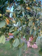 Biologische Walnotenboom Juglans Regia, Tuin en Terras, Planten | Bomen, Bloeit niet, Overige soorten, 100 tot 250 cm, Ophalen