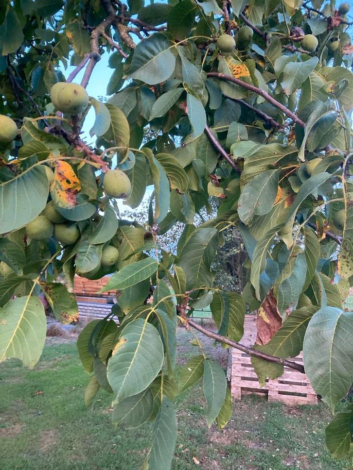 Biologische Walnotenboom Juglans Regia, Tuin en Terras, Planten | Bomen, Overige soorten, 100 tot 250 cm, Volle zon, Bloeit niet