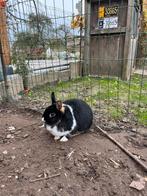 2 voedsters voor buitenverblijf, Dieren en Toebehoren, Konijnen, Meerdere dieren, Dwerg