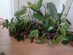 18 kamerplanten met glazen potten, Ophalen, Overige soorten, Minder dan 100 cm