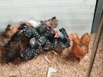 Wynadotte krielkippen, Dieren en Toebehoren, Pluimvee, Meerdere dieren, Kip