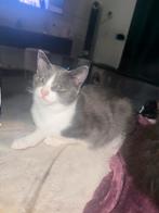 2 kittens zoeken een nieuw huisje, Meerdere dieren