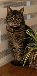 Goed en vertrouwt adres gezocht voor kat, Dieren en Toebehoren, Kater, Kortharig, 6 jaar of ouder