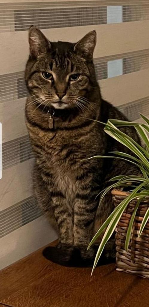 Goed en vertrouwt adres gezocht voor kat, Dieren en Toebehoren, Katten en Kittens | Overige Katten, Kortharig, Kater, 6 jaar of ouder