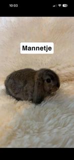 Nederlandse dwerg hangoor konijnen, Mannelijk, Dwerg, Hangoor