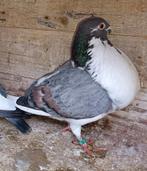 Koppel Canaria's onverwant, Meerdere dieren