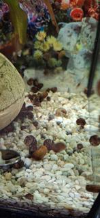Super veel slakken te koop! 100 voor €7,50, Dieren en Toebehoren, Vissen | Aquariumvissen, Slak of Weekdier