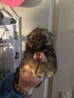 2 pups kruising keeshond pomchi te koop, Overige rassen, 8 tot 15 weken, Meerdere, Meerdere dieren
