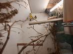 Mozambieqsijsjes, Dieren en Toebehoren, Meerdere dieren, Tropenvogel