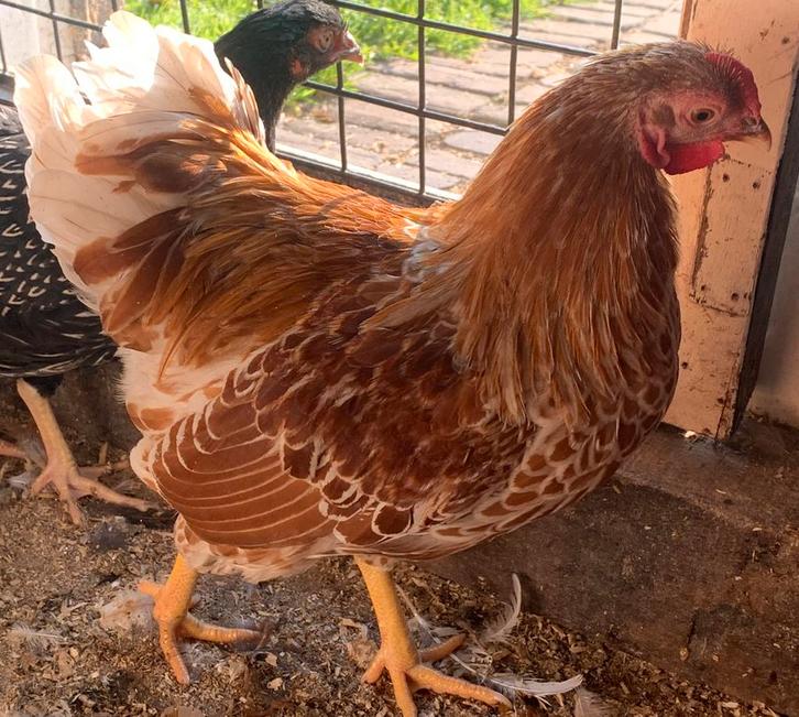 Isa Brown Legkippen, Dieren en Toebehoren, Pluimvee, Kip, Vrouwelijk