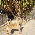 tony zoekt baasje stichting Tigger foundation, Dieren en Toebehoren, Honden | Niet-rashonden, Middel, Buitenland, 1 tot 2 jaar