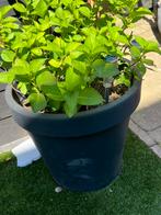2 plantenbakken, Ophalen of Verzenden, Zomer, Overige soorten, Volle zon