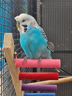 Bowie zoekt een huisje! (grasparkiet), Dieren en Toebehoren, Vogels | Parkieten en Papegaaien, Mannelijk, Parkiet