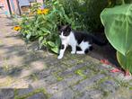 Twee grijs witte kittens zoeken een nieuw thuis, (samen 20€), Meerdere dieren, Kortharig, 0 tot 2 jaar