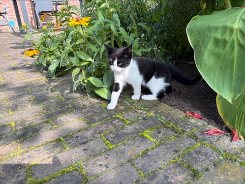Twee grijs witte kittens zoeken een nieuw thuis, (samen 20€), Dieren en Toebehoren, Katten en Kittens | Overige Katten, Kortharig