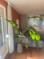 Strelitzia Nicolai - Paradijsvogelplant, Volle zon, Vaste plant, Bloeit niet, Ophalen