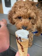 T.K. Nog 1 prachtig labradoodle teefje, Dieren en Toebehoren, Honden | Retrievers, Spaniëls en Waterhonden, Overige rassen, Teef